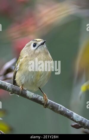 Uccello Goldcrest, Regulus regulus, foraggio attraverso rami di alberi e cespugli Foto Stock