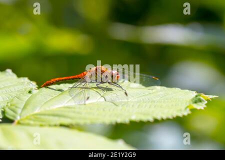 Primo piano di un sanguinoso darter femminile Sympetrum sanguineum appeso alla vegetazione. Riposando alla luce del sole in un prato. Foto Stock