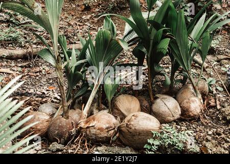le giovani palme da cocco crescono dalle noci di cocco Foto Stock