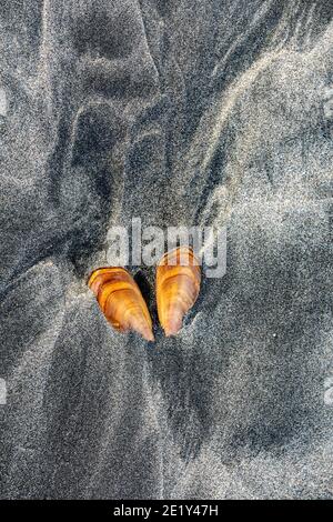 WA20057-00..... WASHINGTON - il rasoio del Pacifico si aggrappano sulla spiaggia di Beards Hollow nel Cape Disappointment state Park. Foto Stock