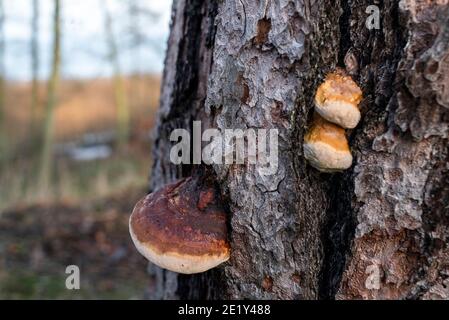 Il mozzo autunno fungo sull'albero. Messa a fuoco selettiva. Foto Stock