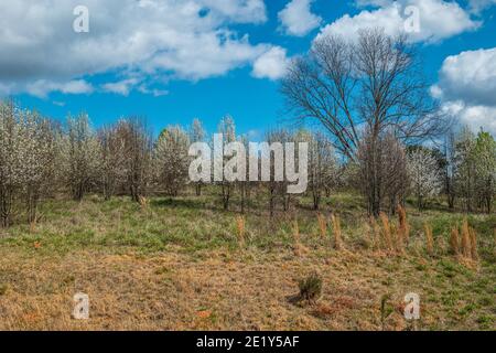 Un campo aperto con alberi in fiore bianco in una fila fioritura in primavera circondata da alte erbe su un giorno di sole Foto Stock