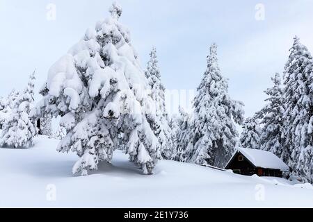 Cabina in legno nel paesaggio delle streghe con bellissimi alberi ricoperti di neve in una stazione sciistica alpina Foto Stock