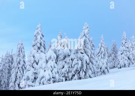 Splendidi alberi innevati in una stazione sciistica alpina Foto Stock