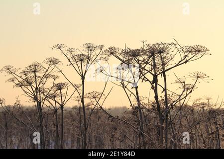 Silhouette di una zizzetta illuminata dal sole sullo sfondo di un cielo invernale gelido. Foto di scorta con spazio vuoto per testo e design, per sfondo, sfondo, biglietti d'auguri Foto Stock