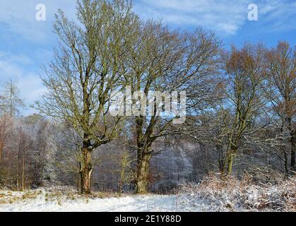Dicembre 2020. Alberi di faggio nella neve accanto a Gilmerton, Crieff, Perthshire Foto Stock