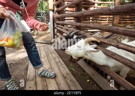 Caprini e pecore in fattoria che pregano per trattare che attacca loro esce da dietro la recinzione Foto Stock