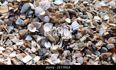 Un sacco di conchiglie e pietre sullo sfondo della spiaggia di sabbia primo piano. Messa a fuoco selettiva Foto Stock