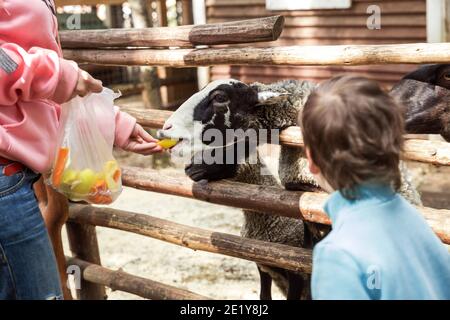 Mamma e figlio che alimentano verdure di pecora in azienda Foto Stock