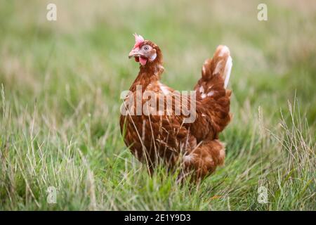 Una gallina che posa in campo libero in una fattoria britannica nel Leicestershire, Regno Unito. Foto Stock