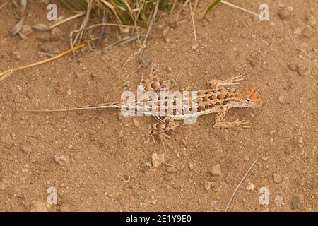 Elegant Ear Lizard femminile, Holbrookia elegans. Foto Stock