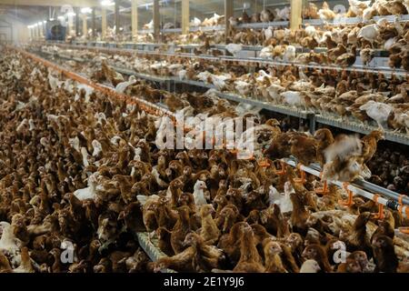 Galline ovaiole a gamma libera all'interno di un capanno in una fattoria britannica nello Yorkshire, Regno Unito. Foto Stock