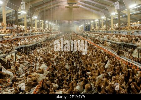 Galline ovaiole a gamma libera all'interno di un capanno in una fattoria britannica nello Yorkshire, Regno Unito. Foto Stock