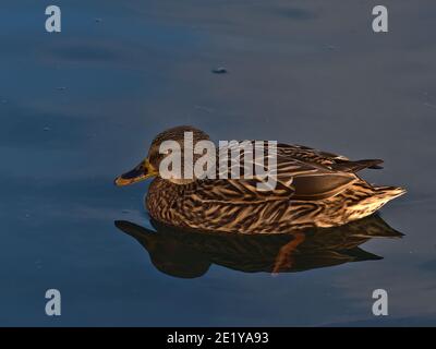 Femmina dabbling mallard anatra (anas platyrhynchos) con bel piumaggio marrone nuoto in stagno nella zona del parco a Sigmaringen, Germania con riflessi. Foto Stock