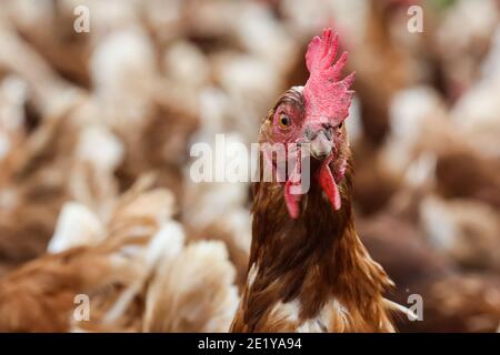 Una gallina che si trova su una fattoria britannica nel Regno Unito. Foto Stock