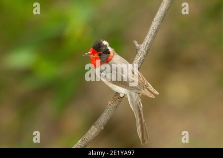 Warbler rosso, cardellina rubbrifrons, arroccato sul ramoscello. Foto Stock