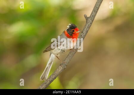 Warbler rosso, cardellina rubbrifrons, arroccato sul ramoscello. Foto Stock