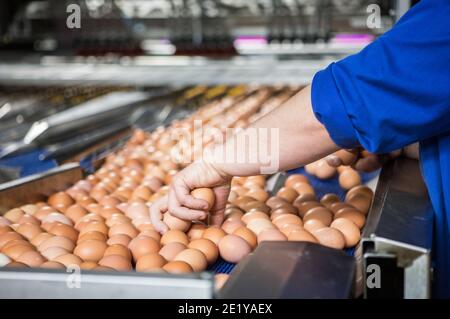 Un lavoratore smista le uova di allevamento libero su una linea di produzione in una fattoria britannica in Scozia, Regno Unito. Foto Stock