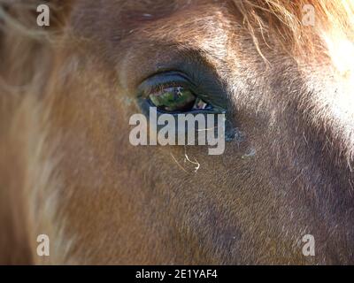 un primo piano di un occhio di cavalli Foto Stock