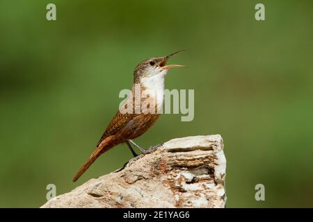 Canyon Wren, Catherpes mexicanus, canto. Foto Stock