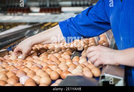 Un lavoratore smista le uova di allevamento libero su una linea di produzione in una fattoria britannica in Scozia, Regno Unito. Foto Stock