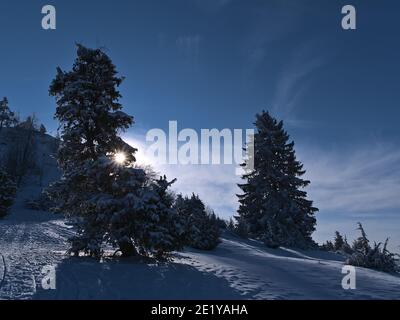 Splendido paesaggio invernale con il sole luminoso che splende attraverso i rami di un albero di conifere innevato che getta ombre sulla collina di butte Kornbühl. Foto Stock