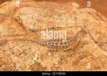 Elegante donna Earless Lizard, Holbrookia elegans, arroccata sulla roccia. Foto Stock