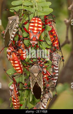 Mesquite gigante Bug adulto e ninfe, Thasus neocalifornicus, Coreidae. Alimentazione su albero mesquite. Foto Stock