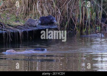 Haltern am See, NRW, Germania, 10 gennaio 2021. La mamma va fuori alla ricerca di cibo, con i giovani che imitano il suo comportamento. Una famiglia di coypu (Myocastor coypus), chiamato anche Nutria, con mamma e cinque giovani godersi il sole nel tardo pomeriggio lungo le rive del torrente mulino vicino al lago di Haltern. La zona, normalmente popolare tra escursionisti e villeggianti, è stata tranquilla quest'anno a causa della pandemia della corona, consentendo alla piccola colonia di coypus di prosperare. Foto Stock