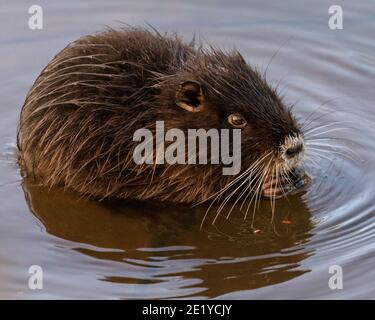 Haltern am See, NRW, Germania, 10 gennaio 2021. Uno dei giovani si munge su un acorno. Una famiglia di coypu (Myocastor coypus), chiamato anche Nutria, con mamma e cinque giovani godersi il sole nel tardo pomeriggio lungo le rive del torrente mulino vicino al lago di Haltern. La zona, normalmente popolare tra escursionisti e villeggianti, è stata tranquilla quest'anno a causa della pandemia della corona, consentendo alla piccola colonia di coypus di prosperare. Foto Stock