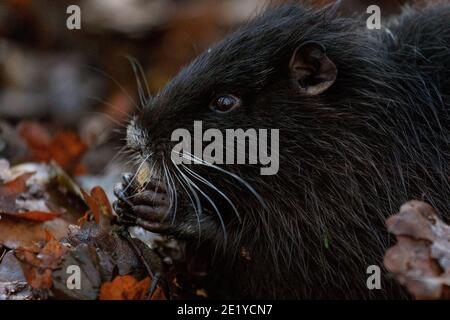 Haltern am See, NRW, Germania, 10 gennaio 2021. Uno dei giovani è salito sulle rive del torrente per cercare ghiande e altri alimenti sul pavimento della foresta. Una famiglia di coypu (Myocastor coypus), chiamato anche Nutria, con mamma e cinque giovani godersi il sole nel tardo pomeriggio lungo le rive del torrente mulino vicino al lago di Haltern. La zona, normalmente popolare tra escursionisti e villeggianti, è stata tranquilla quest'anno a causa della pandemia della corona, consentendo alla piccola colonia di coypus di prosperare. Foto Stock