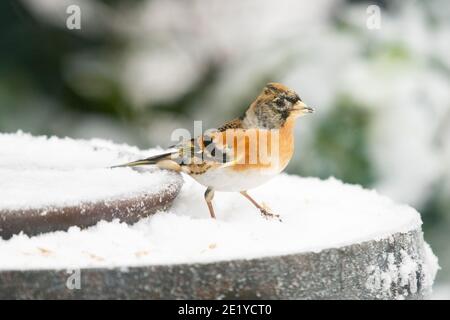 Brambling Fringilla montifringilla sul tavolo degli uccelli coperto di neve in inverno - Scozia, UK Foto Stock