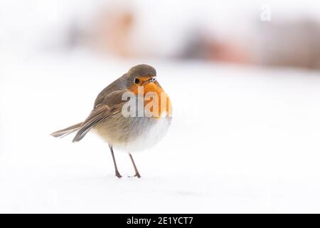 Robin - Erithacus rubecula - stare nella neve - Scozia, UK Foto Stock