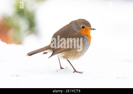 Robin - Erithacus rubecula - stare nella neve - Scozia, UK Foto Stock