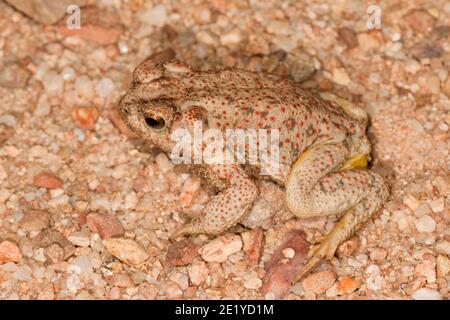 Toad a macchia rossa, Anaxyrus punctatus. Foto Stock