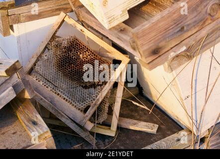 Selezione assortita di paraphernalia di apicoltura e alcune cornici in legno fatte a mano Foto Stock