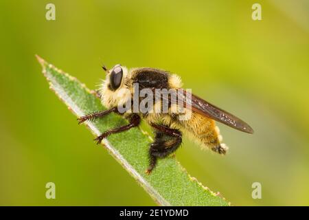 Bee Killer Robber Fly, Mallophora fautrix, Asilidae. Bumble Bee mimico. Foto Stock