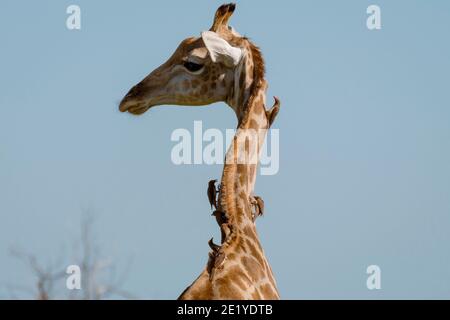 Una giraffa sudafricana (giraffa camelopardus giraffa) con uccelli Oxpecker (Buphagus erythrorhynchus) con fatturazione rossa su di essa, Parco Nazionale di Chobe, Botswana. Foto Stock