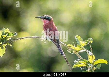 Southern Carmine Bee-Eater (Merops nubicoides) uccello con piumaggio / piume indossato nel Parco Nazionale di Chobe, Botswana, Africa. Foto Stock