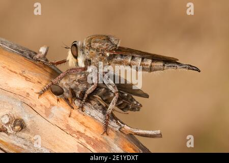 Robber Fly femmina, Promachus truquii, Asilidae. Alimentazione a mosca di cavallo, Tabanus sp., Tabanidae. Foto Stock