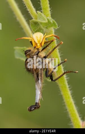 Ragno di granchio bianco, Misumenoides formosipes, Thomisidae. Alimentazione su Robber Fly maschio, Efferia rapax, Asilidae. Foto Stock