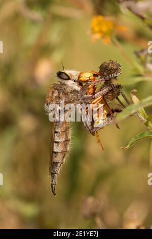 Robber Fly femmina, Promachus truquii, Asilidae. Alimentazione su vespe di carta, polistes sp. Foto Stock
