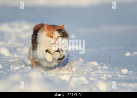 bella fluffy il gatto corre rapidamente e in modo allegro attraverso il neve bianca nel giardino soleggiato d'inverno Foto Stock