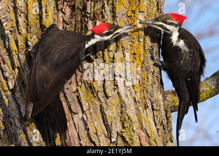 Un paio di Woodpecker Pileated femminili, il latino Dryocopus pileatus, che vengono becco a becco in una frizzante mattina d'inverno. La bolletta potente, circa lungo quanto la testa, è usata per scalpellare via gli alberi decadenti per raggiungere gli insetti. L'uccello è stato recentemente scelto come l'uccello dell'anno per 2021 dall'associazione americana degli uccelli (ABA). Foto Stock