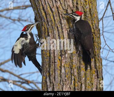 Un paio di Woodpecker Pileated femmina, sullo stesso tronco una frizzante mattina d'inverno. La bolletta potente, circa lungo quanto la testa, è usata per scalpellare via gli alberi decadenti per raggiungere gli insetti. L'uccello è stato recentemente scelto come l'uccello dell'anno per 2021 dall'associazione americana degli uccelli (ABA). Foto Stock