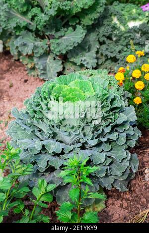 Verdeggiante cavolo ornamentale in giardino, vista verticale Foto Stock