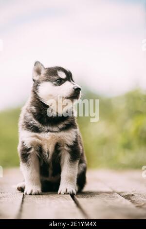 Cucciolo Husky di quattro settimane di colore bianco-grigio-nero seduto su terreno in legno E guardando in lontananza Foto Stock