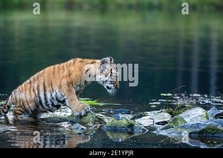 Vista laterale del cubetto di tigre del Bengala in piedi su pietre nel lago orizzontalmente. Foto Stock