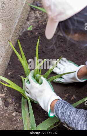 donna che pianta piante di aloe vera nel suo giardino domestico Foto Stock