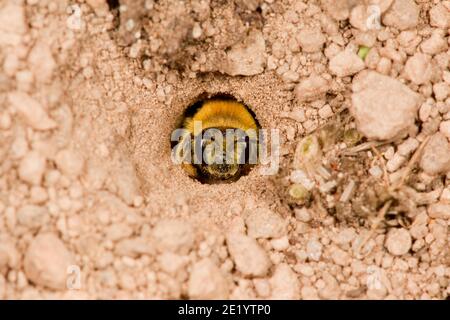 Zenzatetto da miniera non identificato, Andrena sp., Andrenidae. All'ingresso del nido di terra. Foto Stock